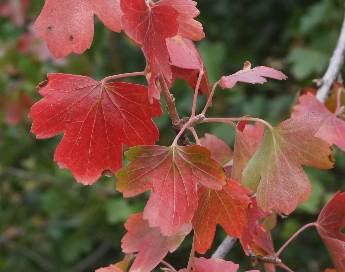 Image of Ribes aureum specimen.