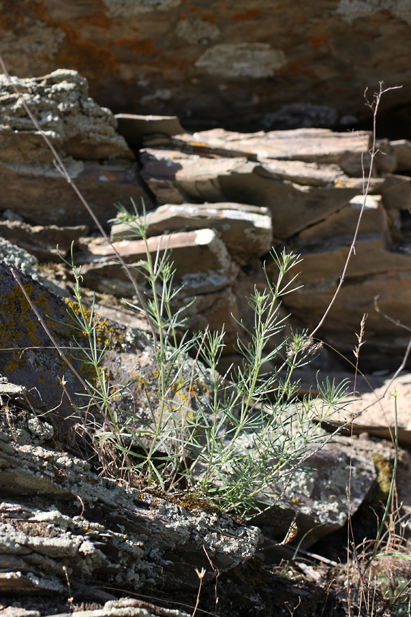 Image of Galium verum specimen.