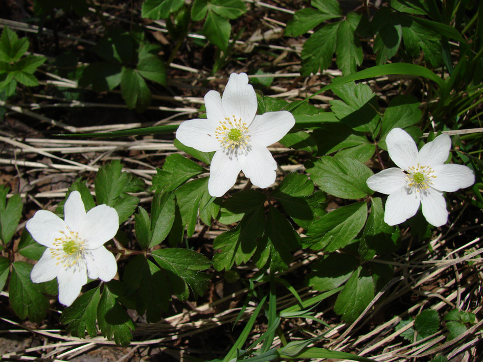 Image of Anemone nemorosa specimen.