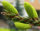 Picea × fennica. Часть обломанной ветви с молодыми побегами. Подмосковье, г. Одинцово, сквер. Май 2015 г.