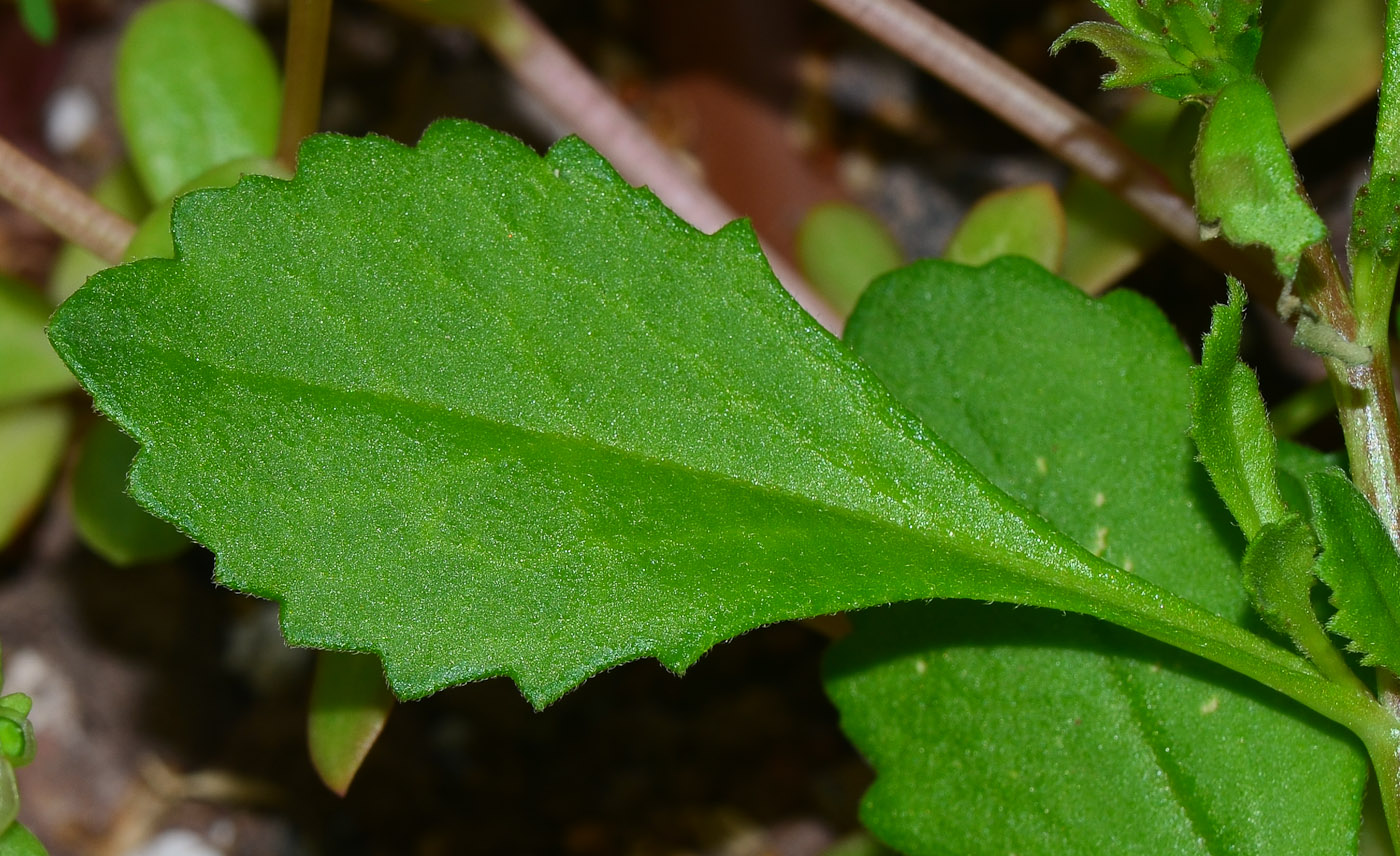 Image of Scaevola humilis specimen.