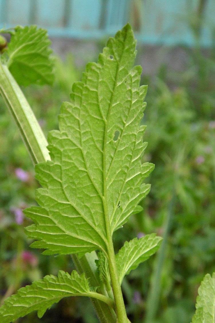 Изображение особи Scrophularia scopolii.