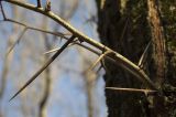 Gleditsia triacanthos. Часть веточки с шипами. Краснодарский край, г. Гулькевичи, парк в пос. ВНИИСС. 07.11.2014.