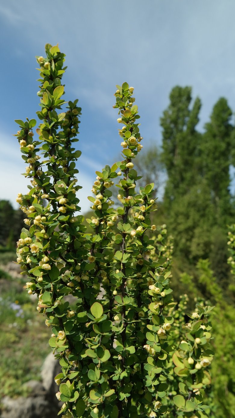 Image of Berberis thunbergii specimen.