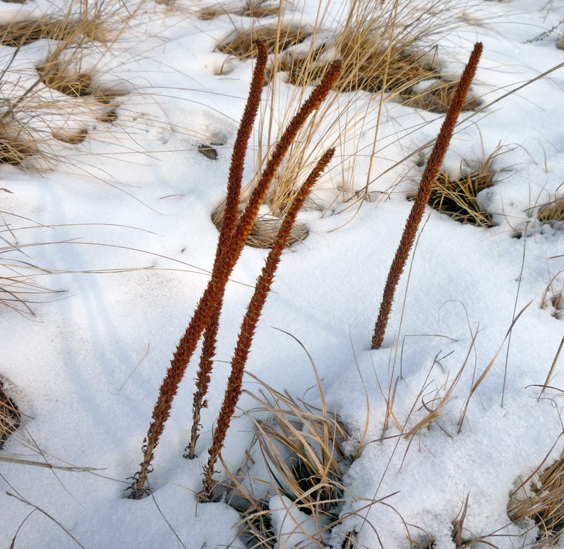 Изображение особи Orostachys spinosa.