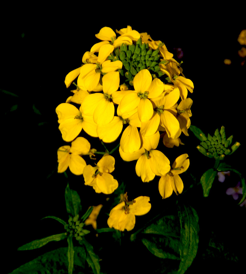 Image of Erysimum aureum specimen.