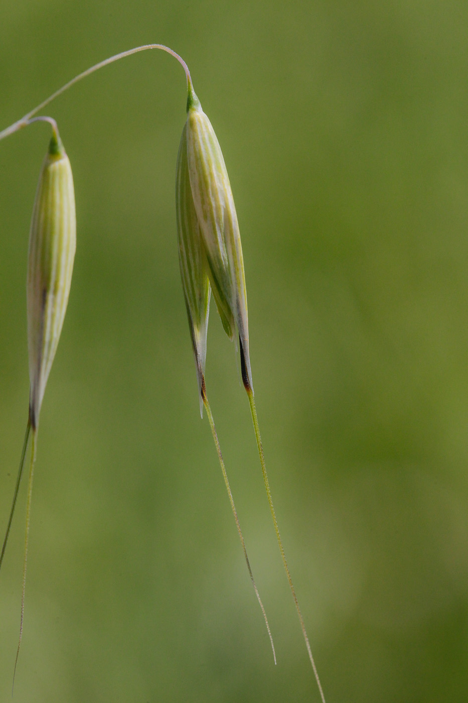 Image of genus Avena specimen.