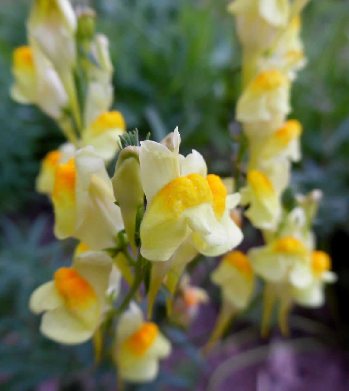 Image of Linaria vulgaris specimen.