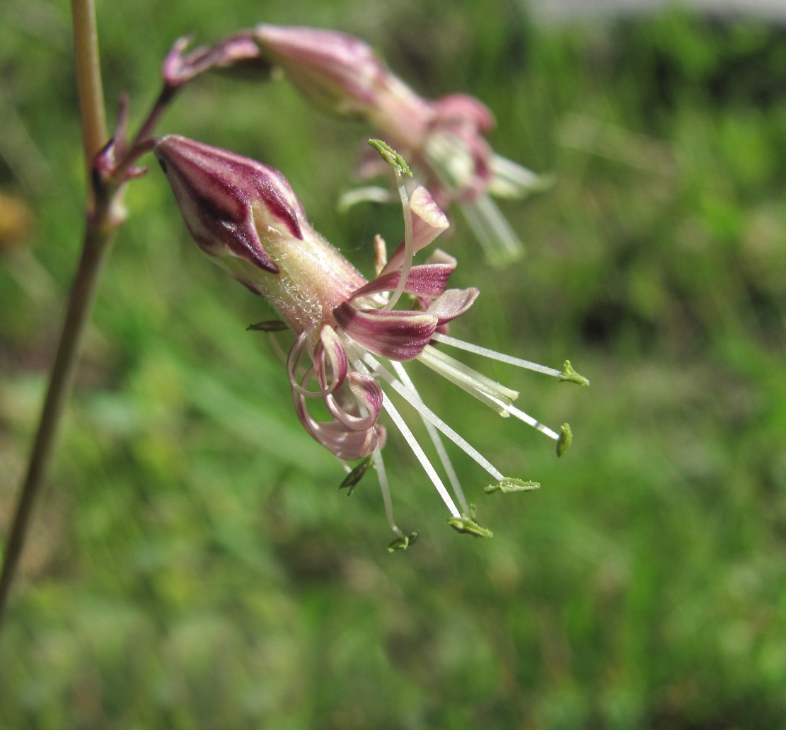 Изображение особи Silene saxatilis.