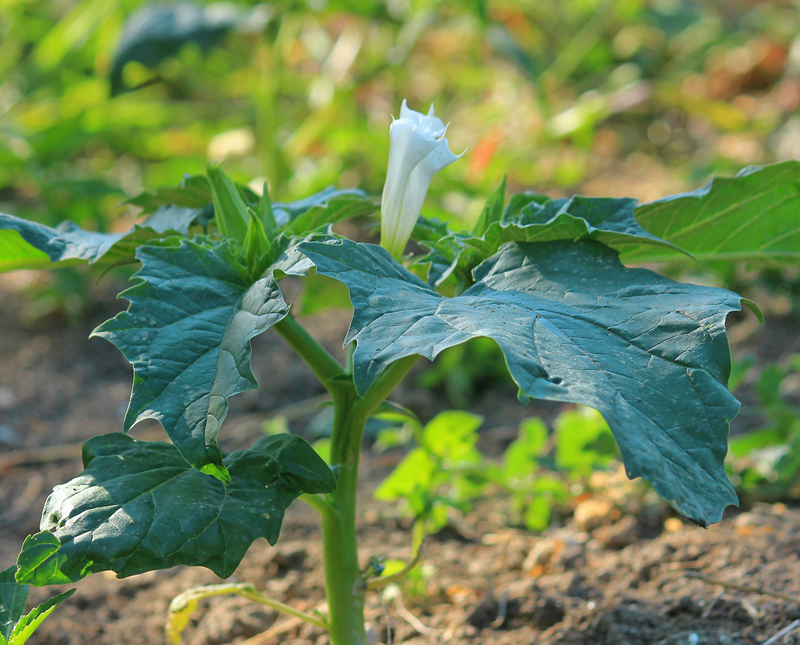 Image of Datura stramonium specimen.