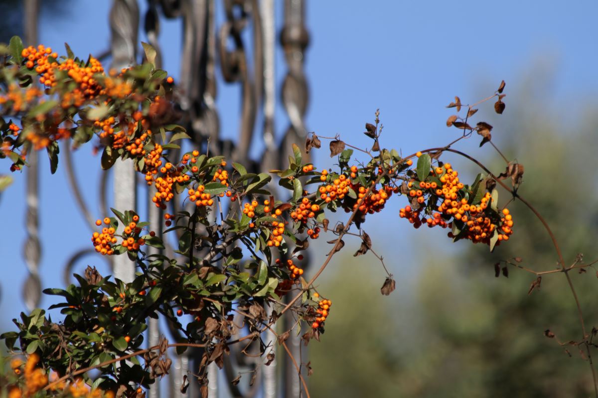 Image of genus Pyracantha specimen.