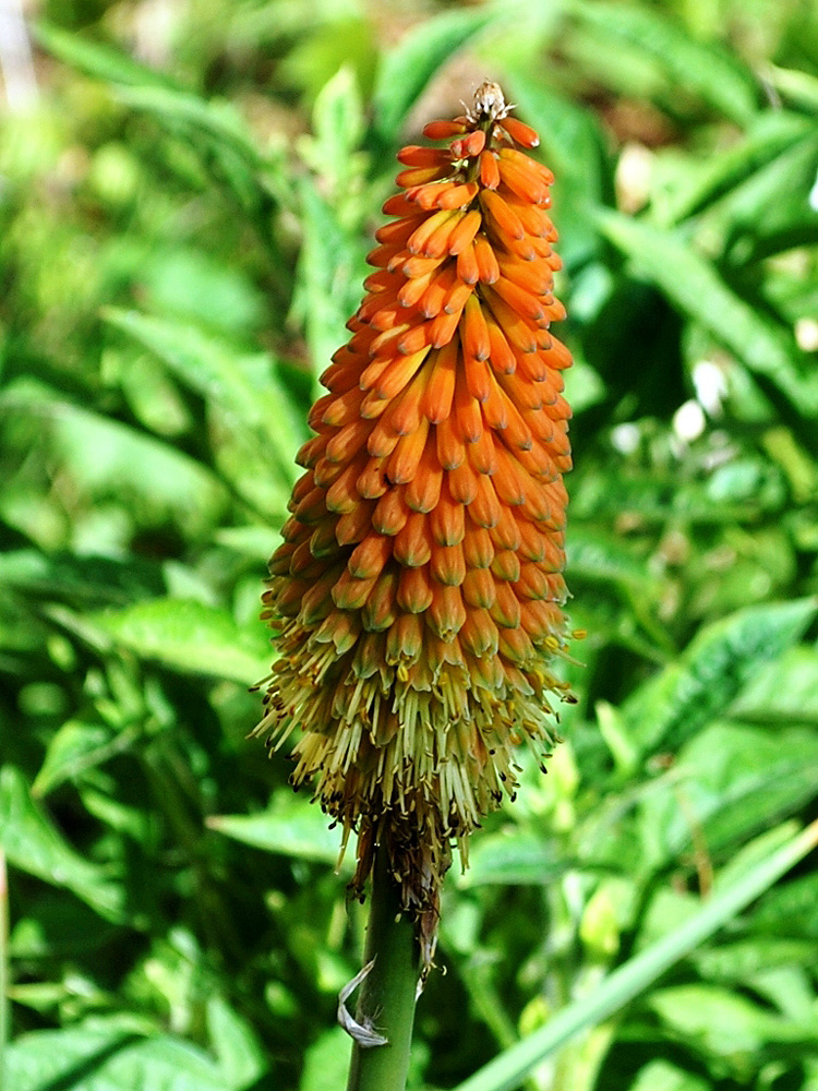 Изображение особи Kniphofia uvaria.