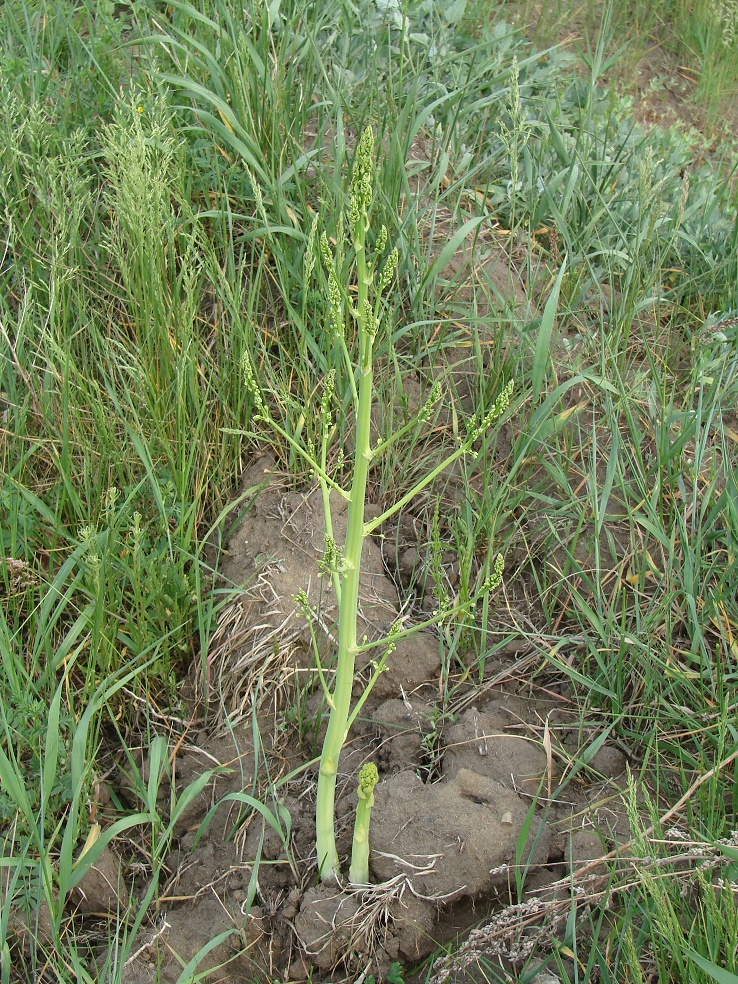 Image of Asparagus officinalis specimen.