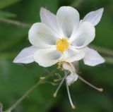 Aquilegia coerulea