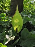 Arum maculatum. Цветущее растение. Нидерланды, Гронинген, городской парк Stadspark. 27 апреля 2010 г.