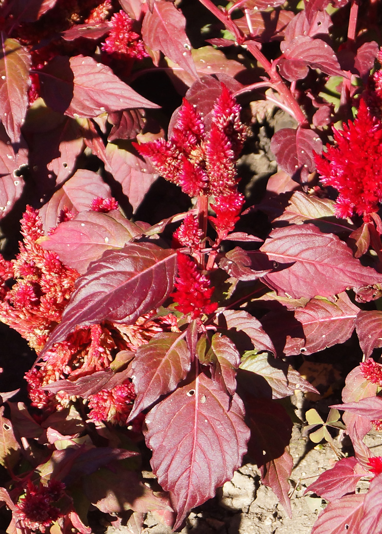 Image of Celosia argentea specimen.