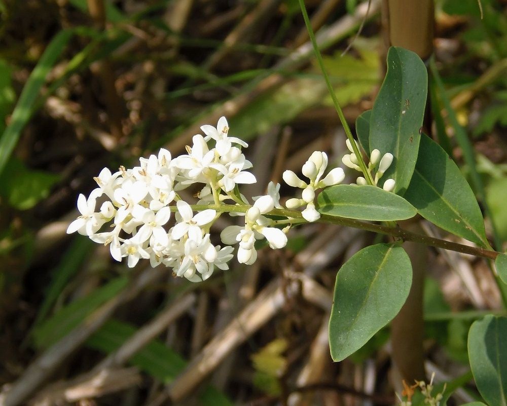 Изображение особи Ligustrum vulgare.