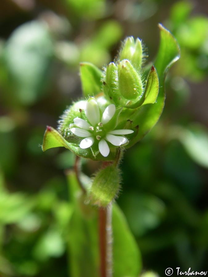 Image of Stellaria media specimen.