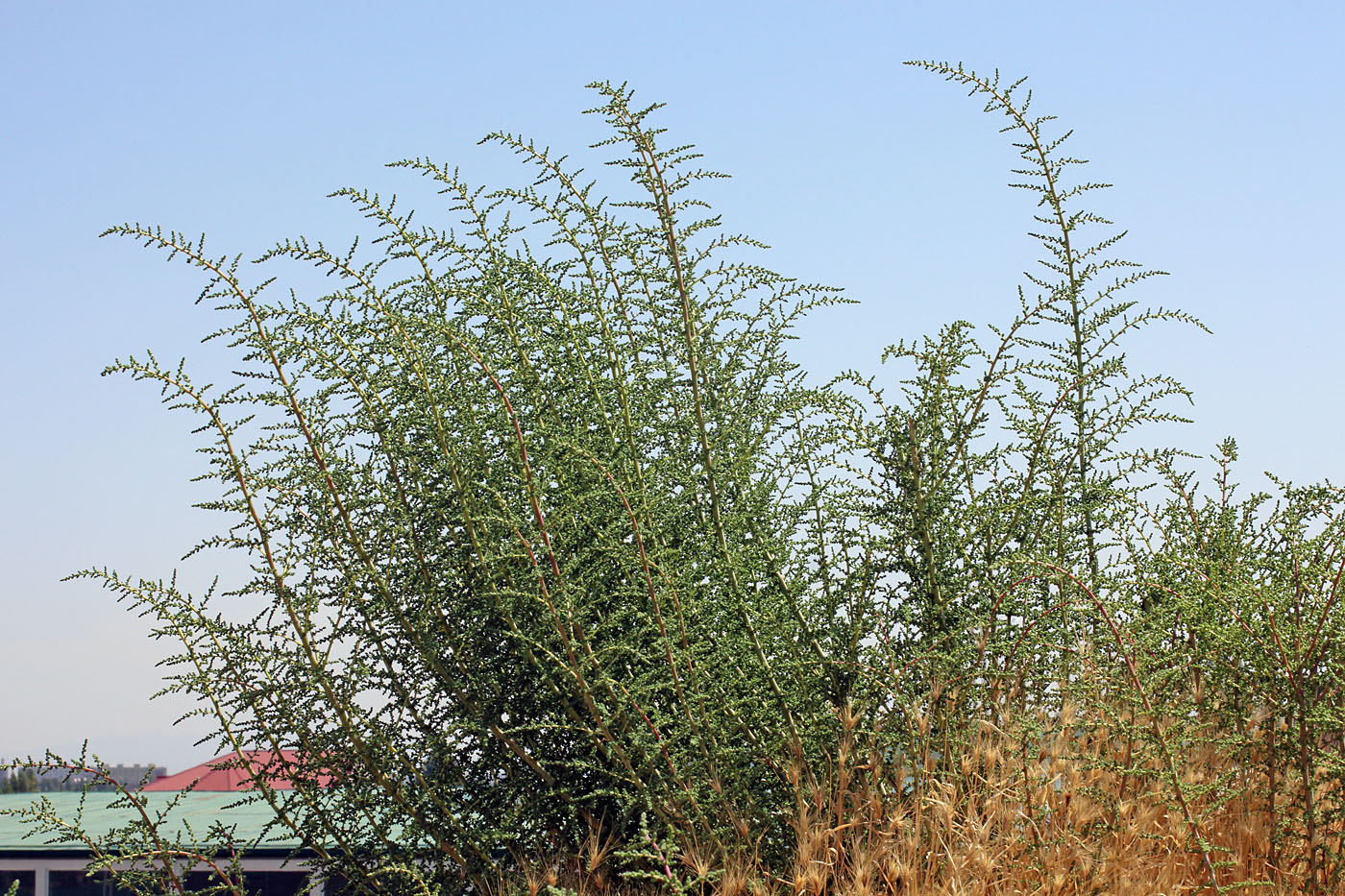 Image of Salsola dendroides specimen.