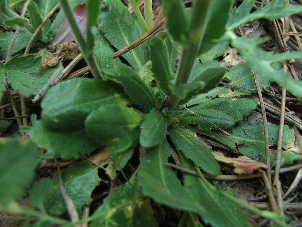 Image of Arabis sagittata specimen.