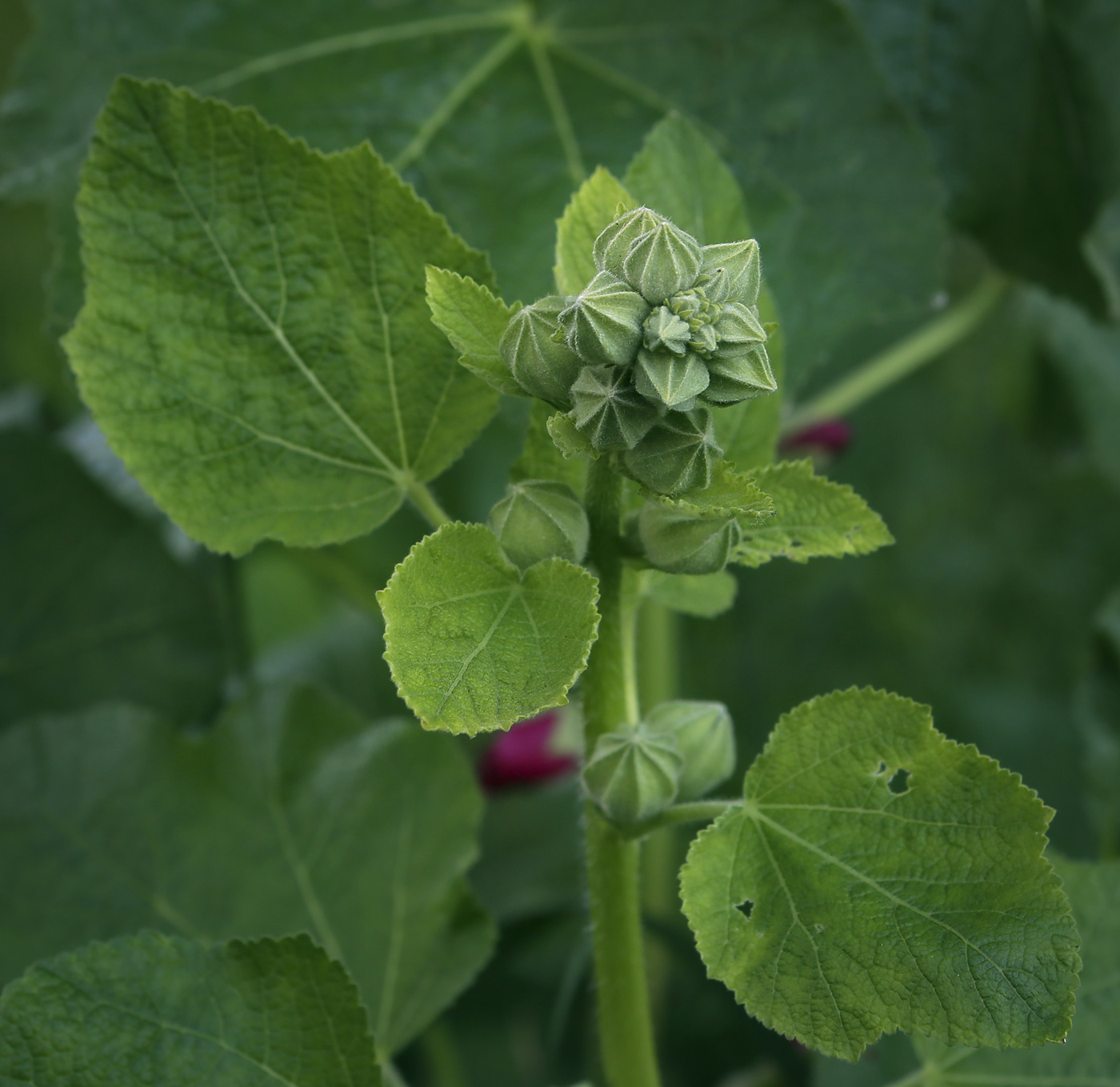 Image of Alcea rosea specimen.