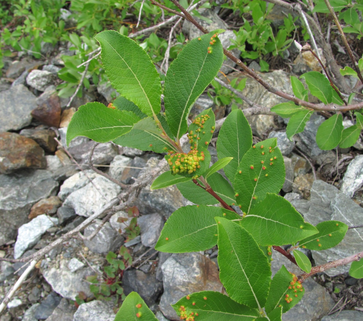 Image of Salix caprea specimen.