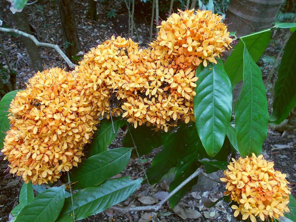 Image of Saraca indica specimen.