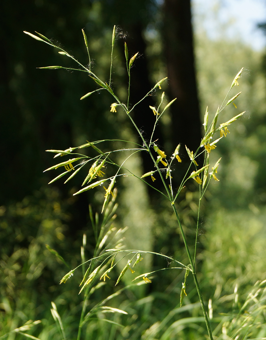 Изображение особи Bromopsis inermis.