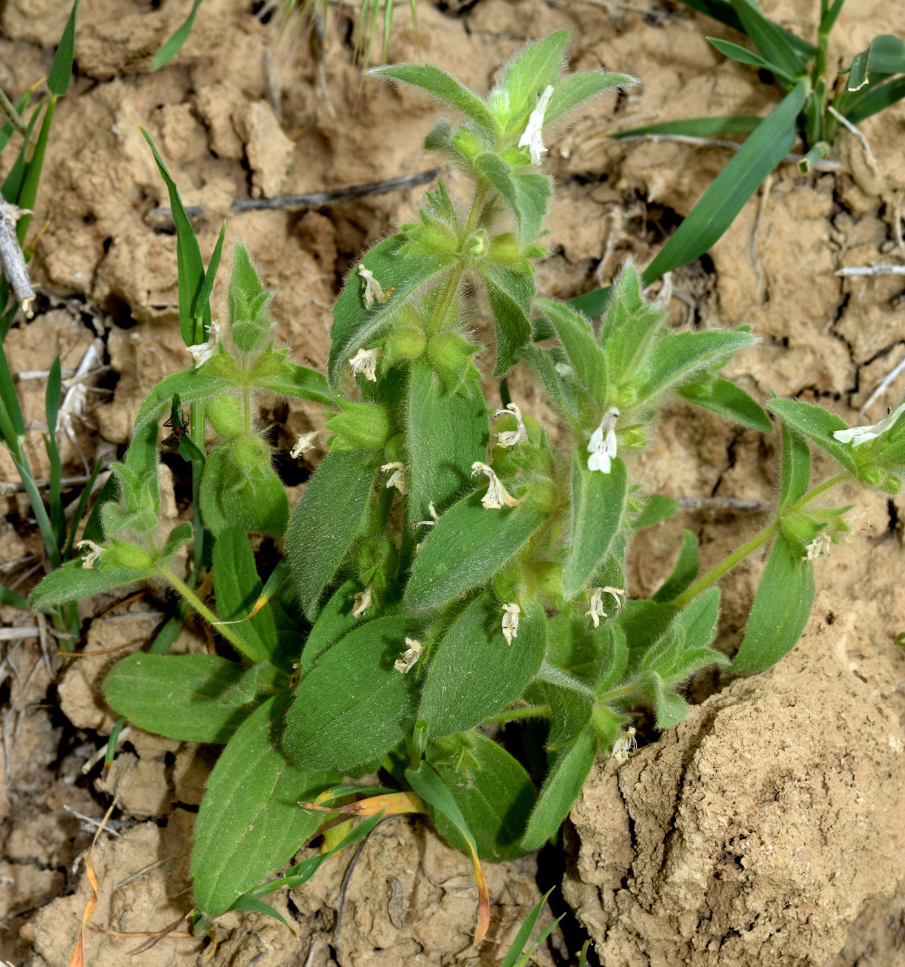 Image of Hypogomphia turkestana specimen.