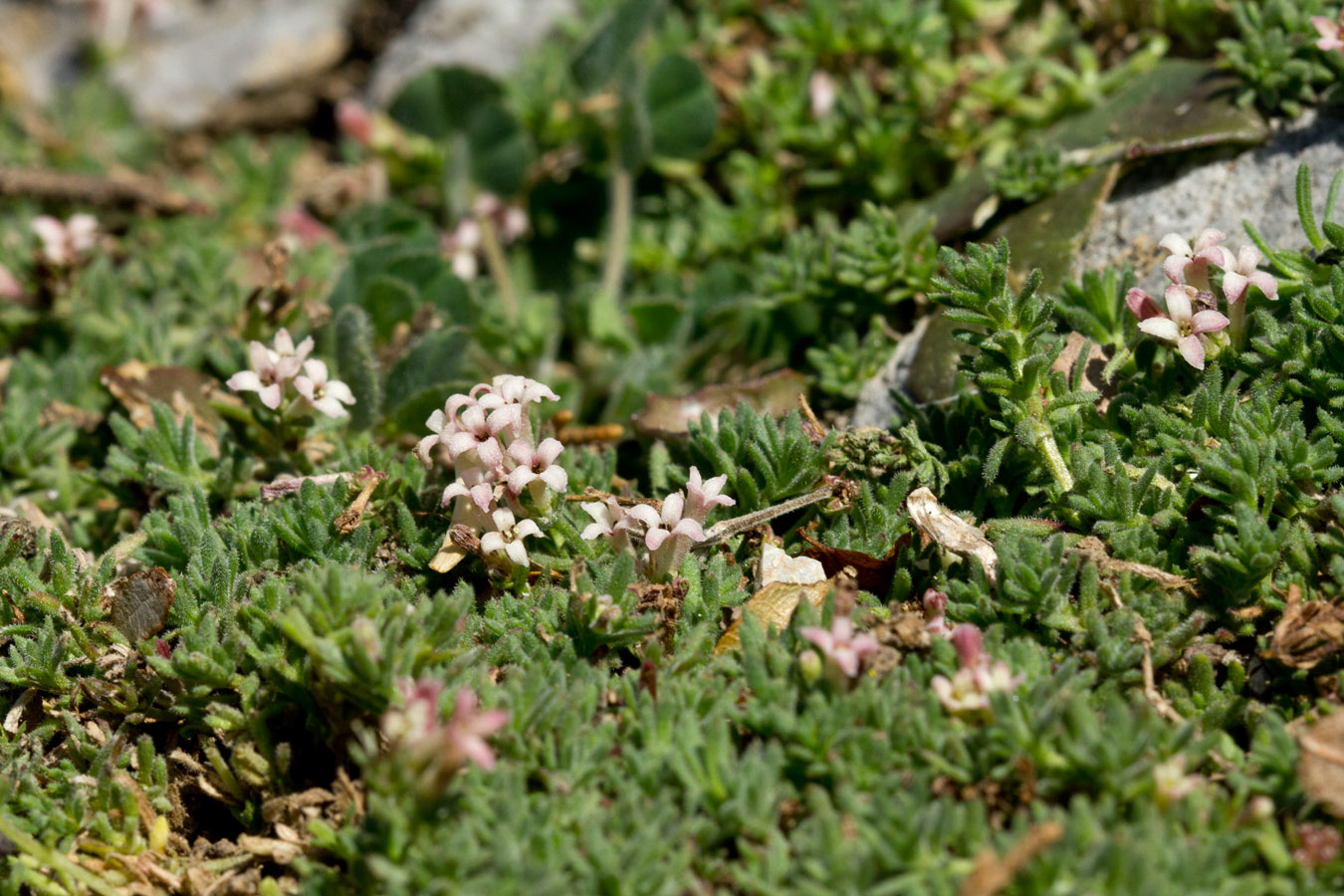 Image of Asperula pubescens specimen.