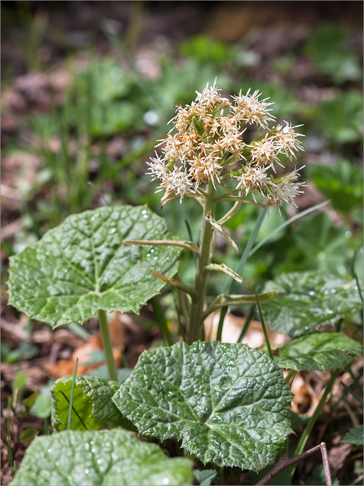 Image of Petasites albus specimen.