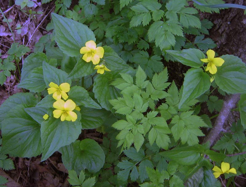 Image of Viola acutifolia specimen.