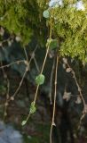 Linnaea borealis