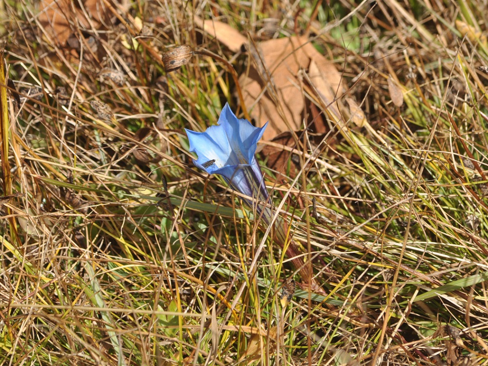 Изображение особи Gentiana sino-ornata.