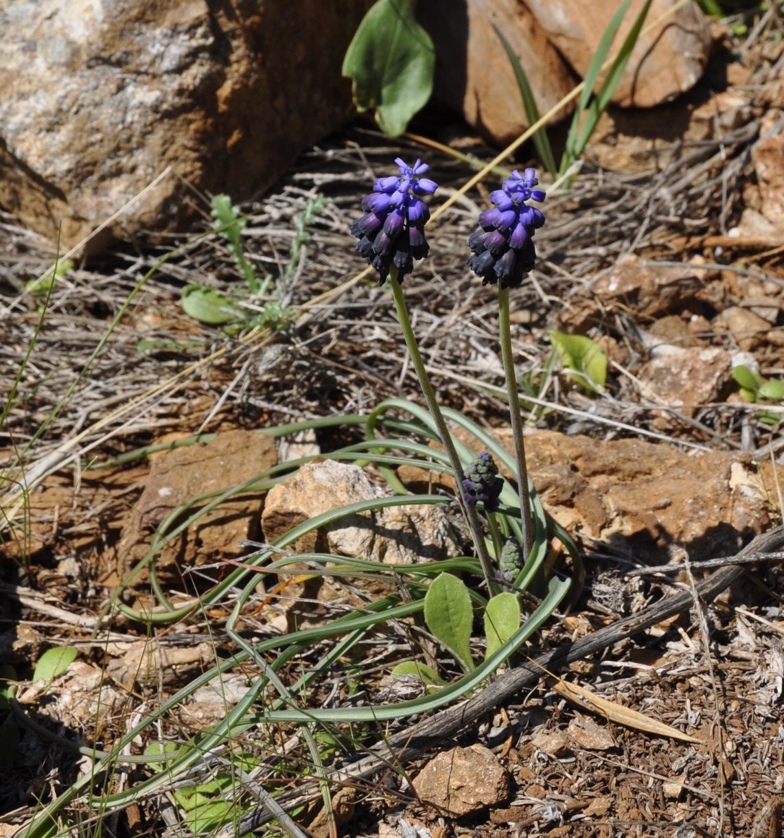 Изображение особи Muscari commutatum.