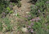 Stachys atherocalyx