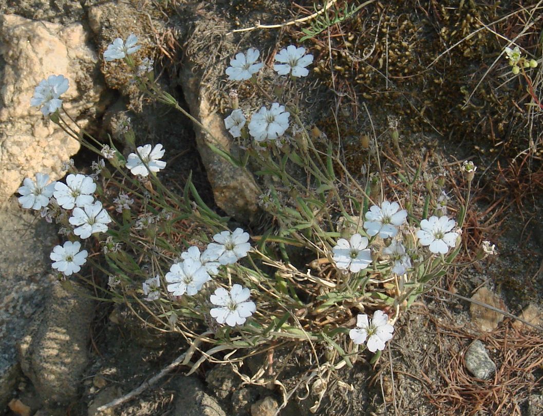 Image of Lychnis sibirica specimen.