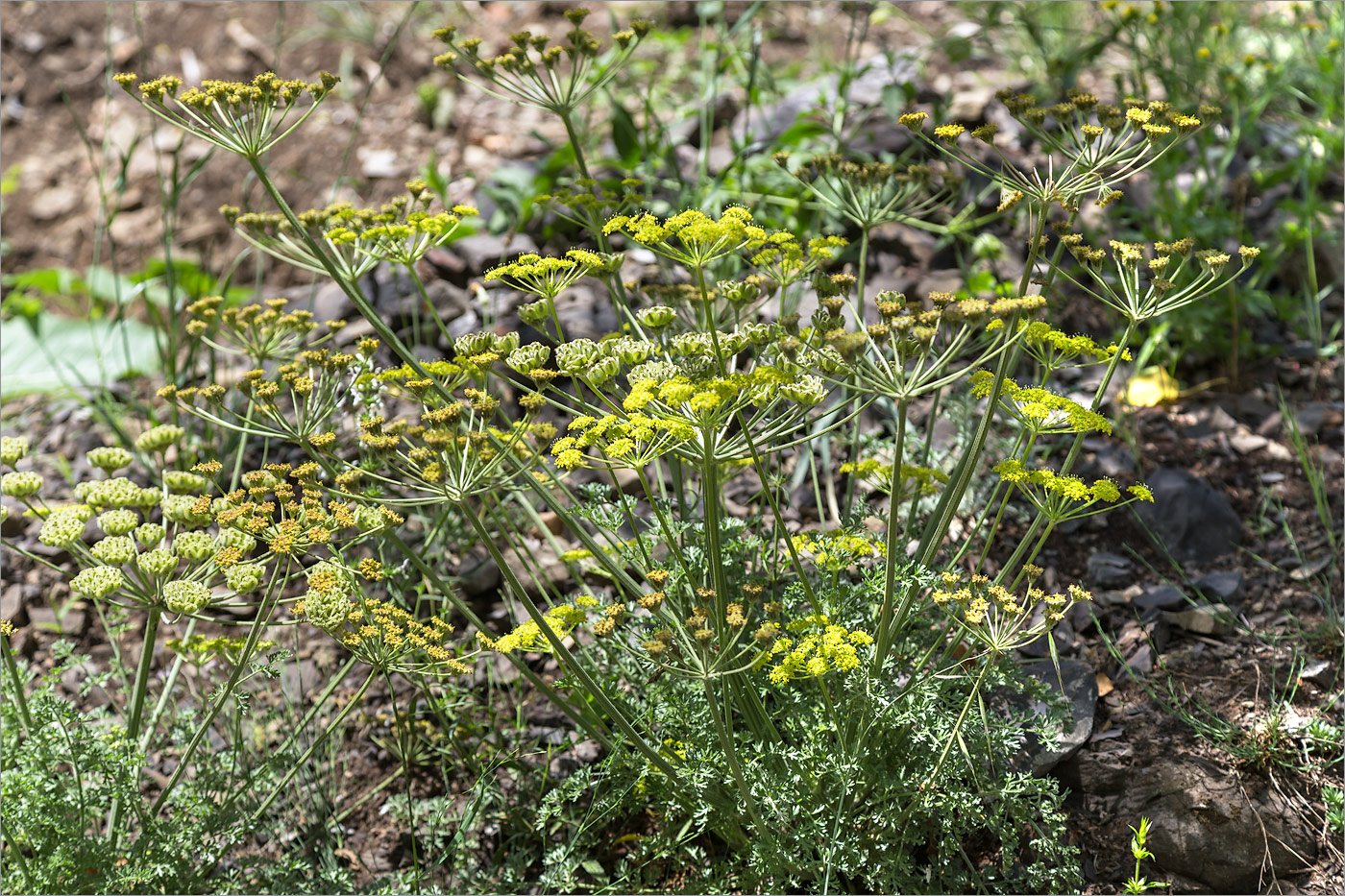 Изображение особи Zosima absinthifolia.