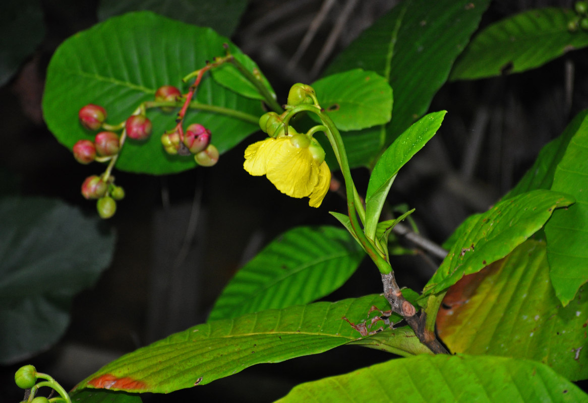 Image of Dillenia suffruticosa specimen.