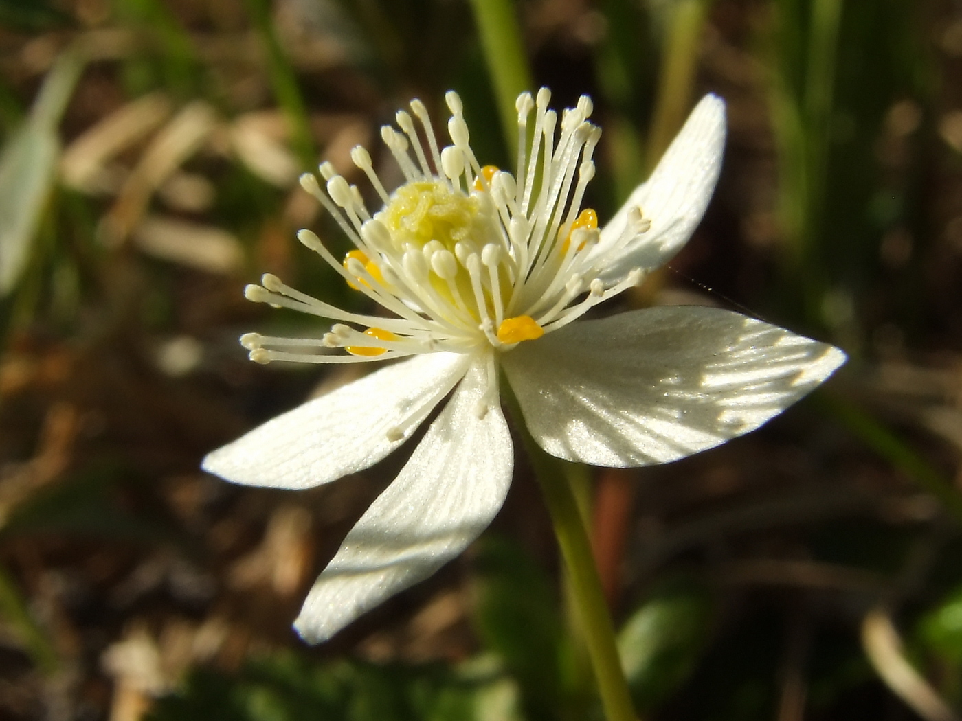 Image of Coptis trifolia specimen.