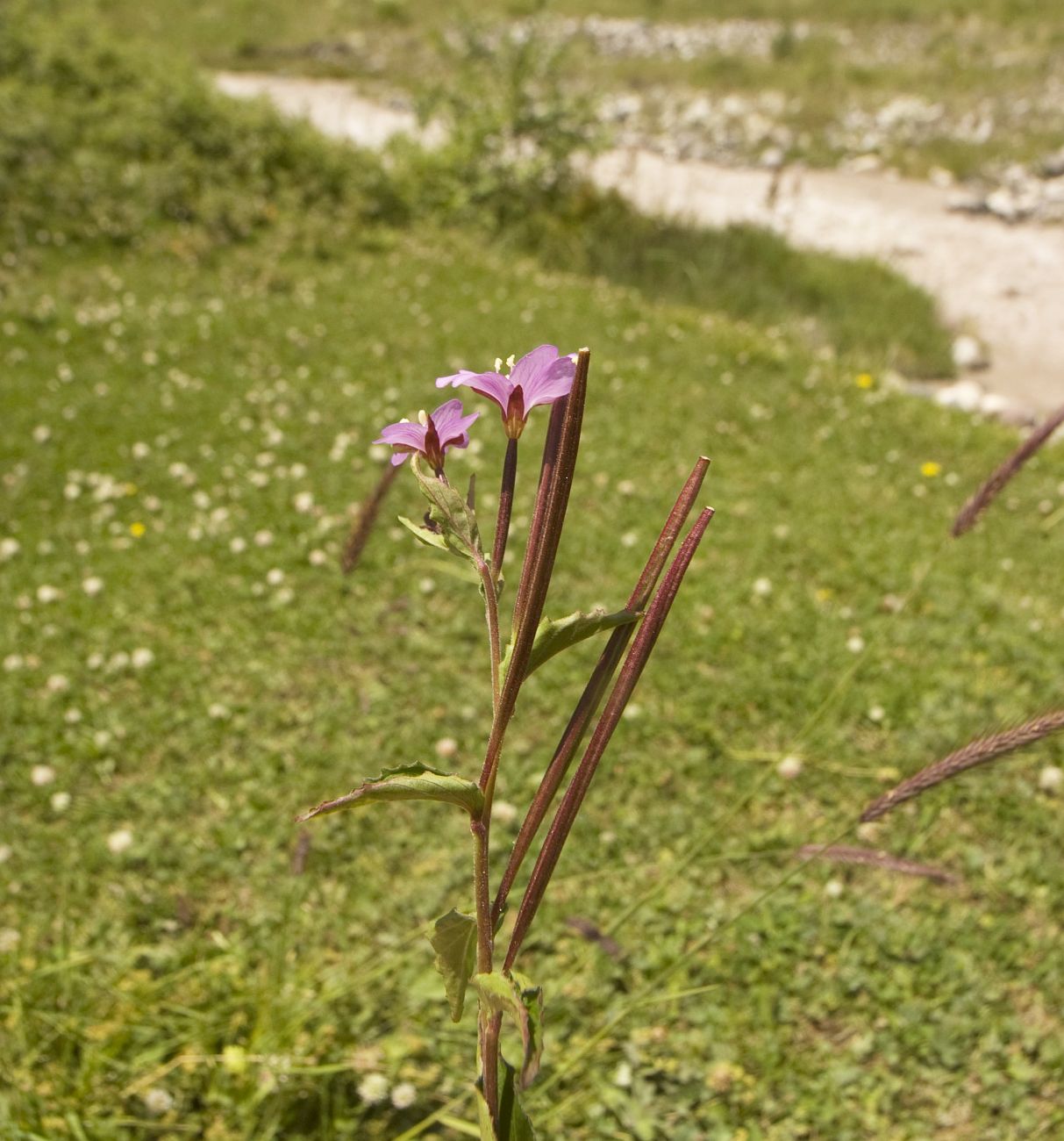 Image of Epilobium montanum specimen.