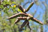 Vachellia farnesiana