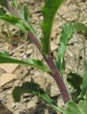 genus Campanula. Часть побега. Краснодарский край, Абинский р-н, окр. пос. Новый, крутой склон горы. 16.04.2018.