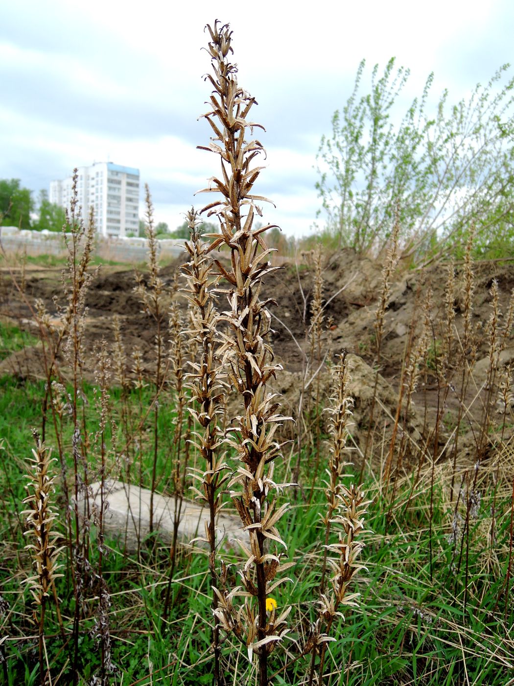 Image of Oenothera biennis specimen.