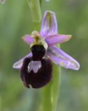 Ophrys bertolonii подвид catalaunica. Цветок. Испания, автономное сообщество Каталония, провинция Жирона, комарка Сельва, муниципалитет Сускеда, окр. деревни Сант-Марти-Сакальм, 835 м н.у.м., мелкотравный луг. 08.05.2018.