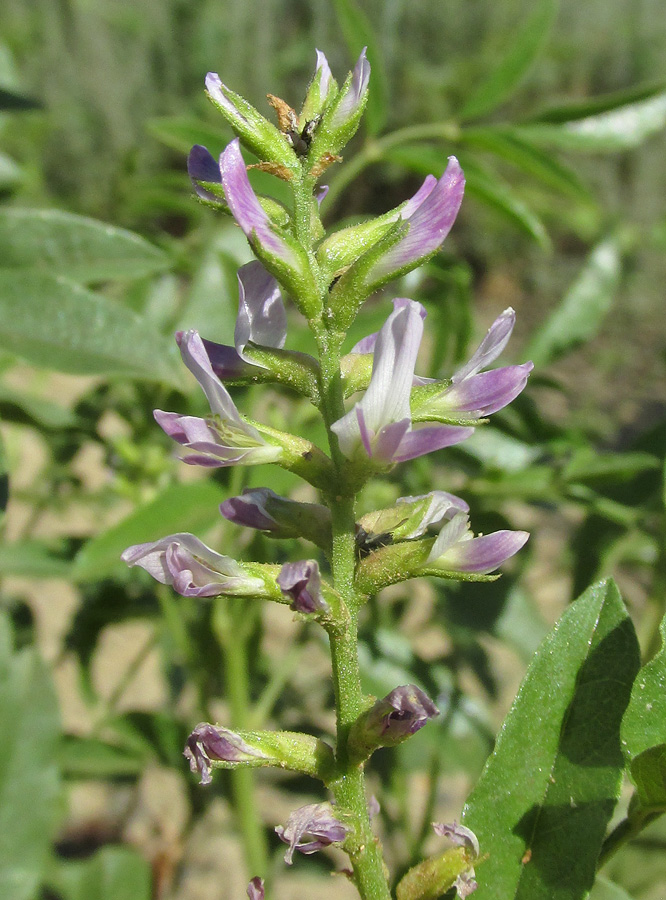 Image of Glycyrrhiza glabra specimen.