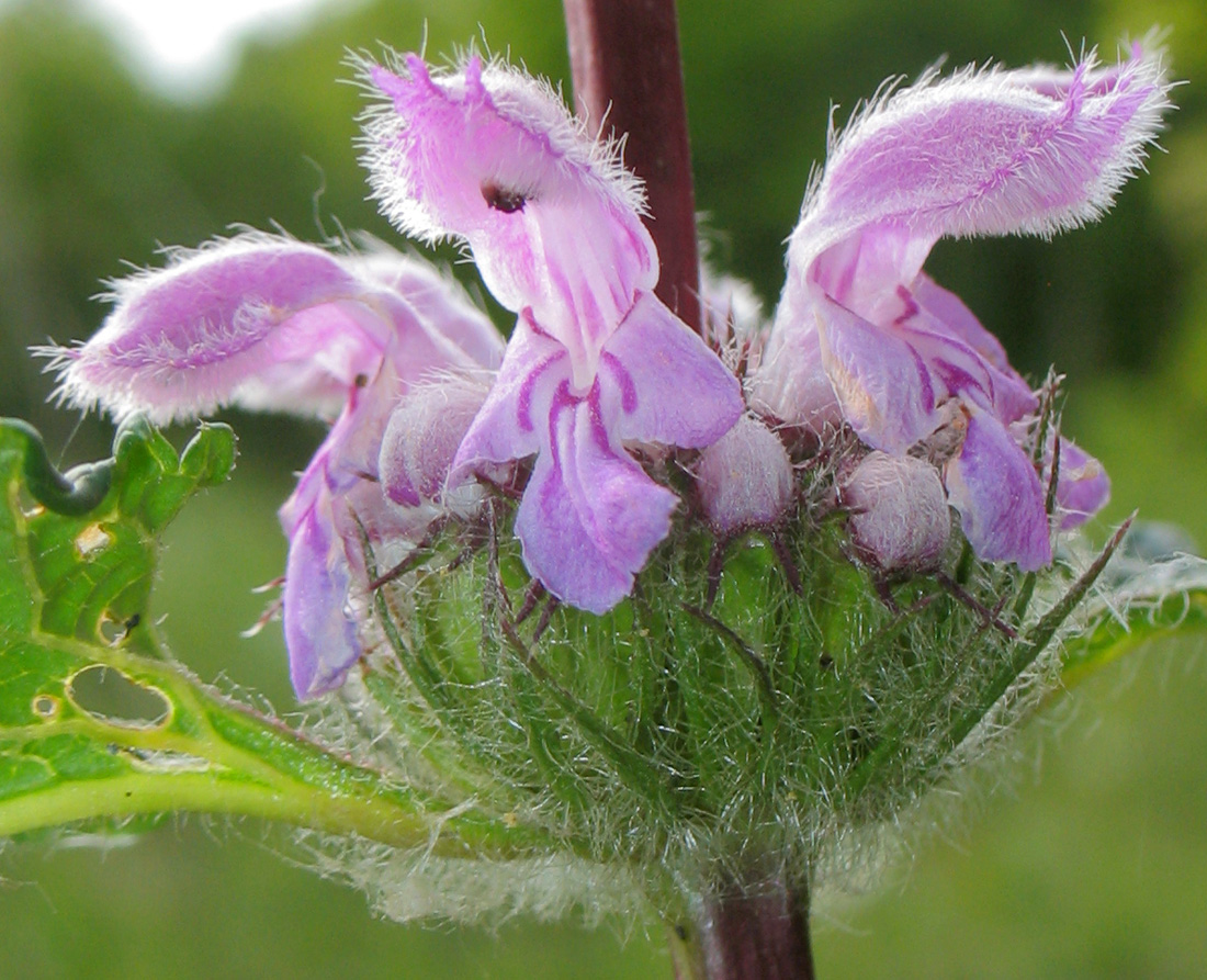 Image of Phlomoides tuberosa specimen.