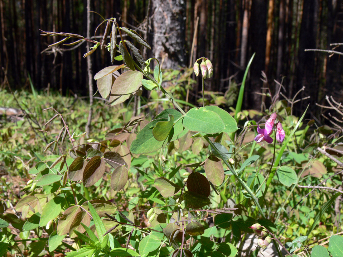 Image of Lathyrus humilis specimen.