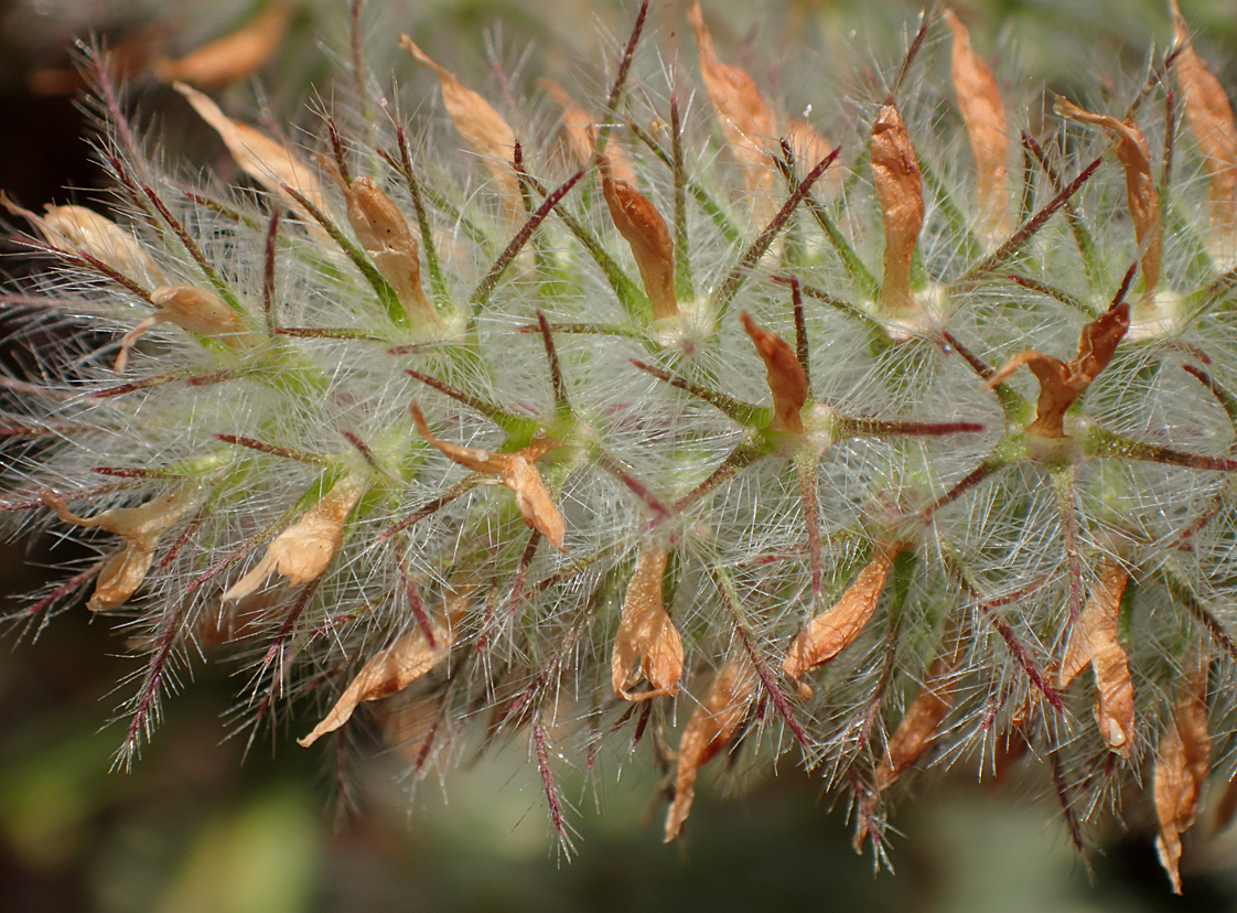 Image of Trifolium angustifolium specimen.