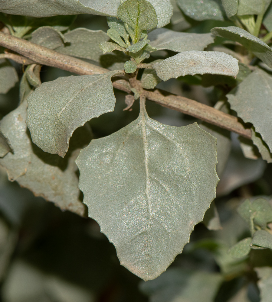 Изображение особи Atriplex nummularia.